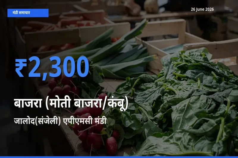 जालोद(संजेली) एपीएमसी मंडी में बाजरा (मोती बाजरा/कंबू) ₹2,300 पर पहुँचा – आज का सर्वोच्च भाव