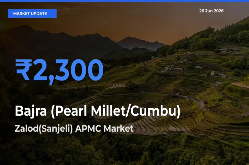 Zalod(Sanjeli) APMC Leads as Top Mandi for Bajra (Pearl Millet/Cumbu) Prices
