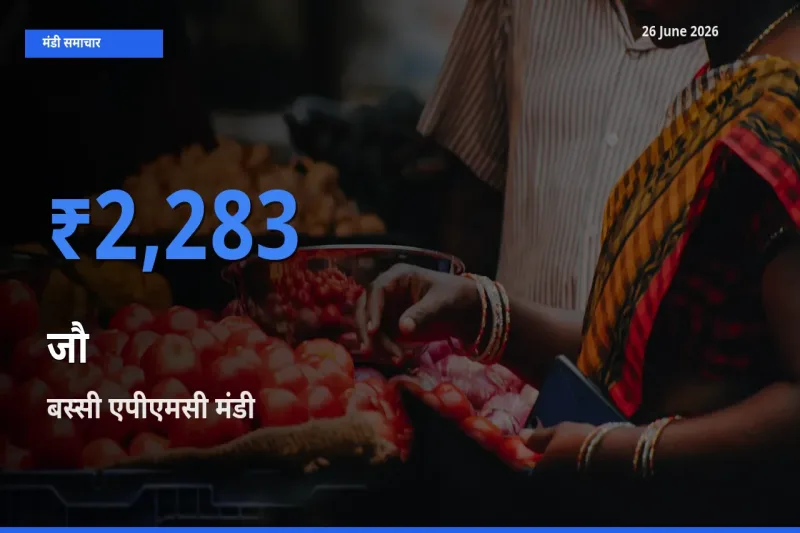 आज का मंडी भाव: जौ के सबसे ज़्यादा दाम बस्सी एपीएमसी में