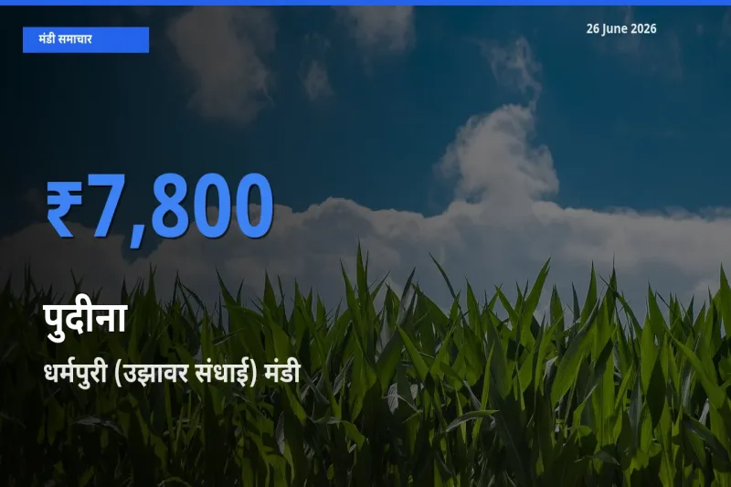 किसानों की पसंद बना धर्मपुरी (उझावर संधाई), पुदीना के सबसे अच्छे दाम