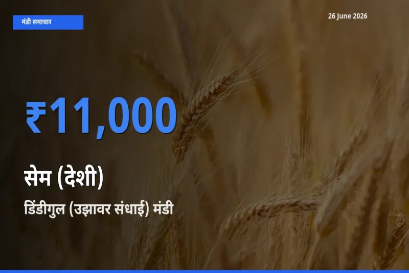 डिंडीगुल (उझावर संधाई) मंडी में सेम (देशी) ₹11,000 पर पहुँचा – आज का सर्वोच्च भाव