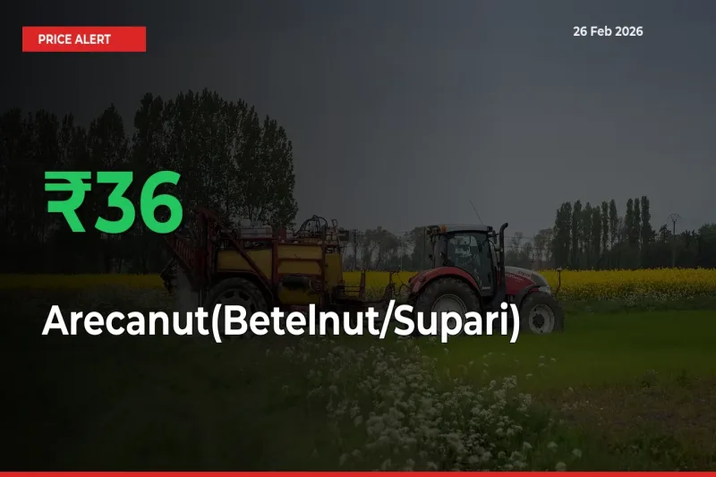 Big Rally! Arecanut(Betelnut/Supari) Climbs 35.66% in 24 Hours at Top Mandis