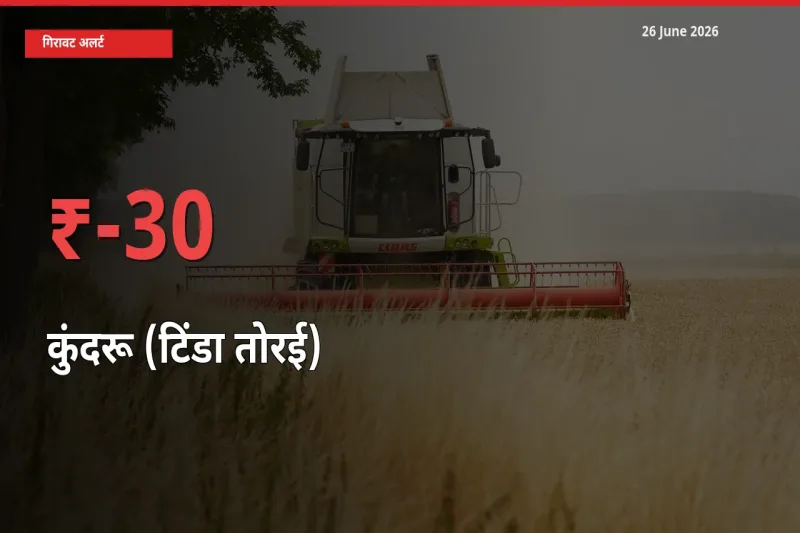 बाज़ार संकेत: कुंदरू (टिंडा तोरई) के भाव मंडी में 30.02% नीचे