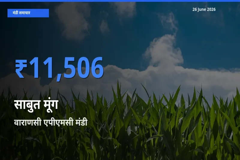 आज साबुत मूंग के सबसे ज़्यादा दाम वाराणसी एपीएमसी मंडी में दर्ज