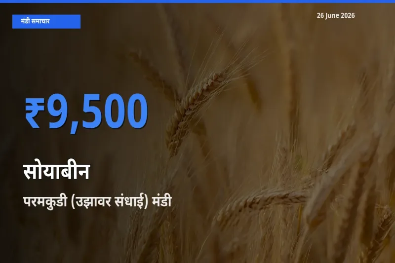 परमकुडी (उझावर संधाई) में सोयाबीन का आज सबसे ऊँचा भाव