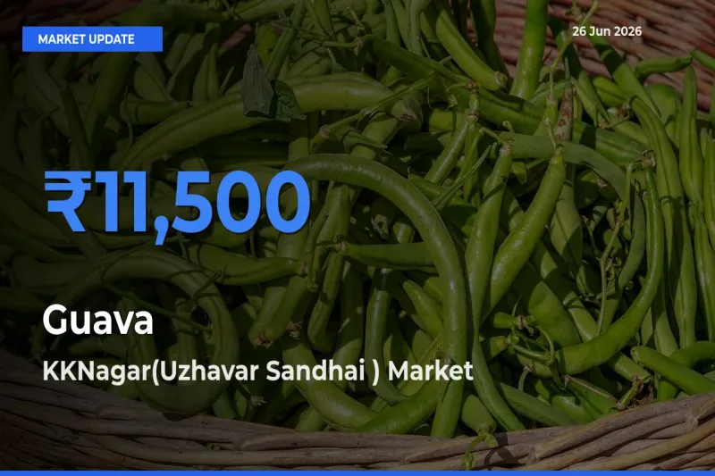 Farmers Prefer KKNagar(Uzhavar Sandhai ) as Guava Hits Highest Rate