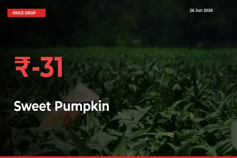 This Mandi Records 31.24% Fall in Sweet Pumpkin Prices
