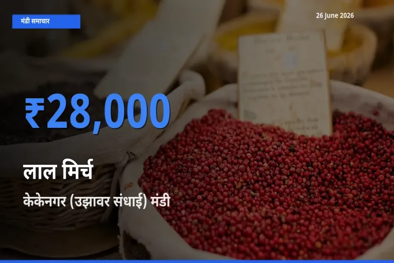 बाज़ार संकेत: केकेनगर (उझावर संधाई) बना लाल मिर्च के लिए आज की टॉप मंडी