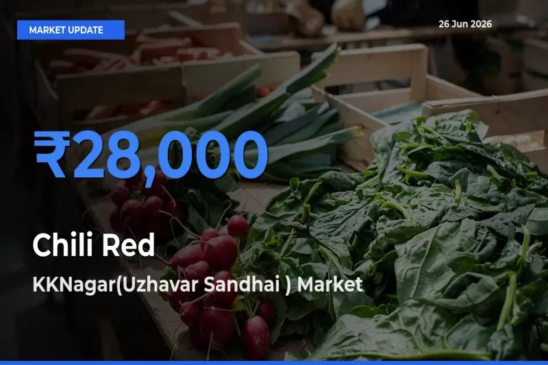 KKNagar(Uzhavar Sandhai ) Offers ₹28,000 – Highest Chili Red Rate Today