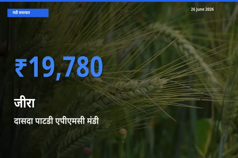 आज जीरा के सबसे ज़्यादा दाम दासदा पाटडी एपीएमसी मंडी में दर्ज