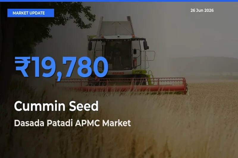 Dasada Patadi APMC Leads as Top Mandi for Cummin Seed Prices