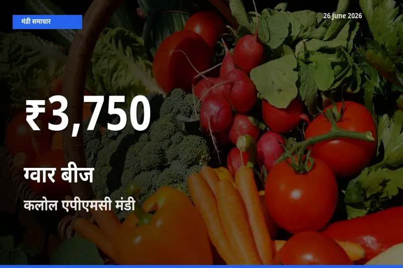 बाज़ार संकेत: ग्वार बीज के भाव कलोल एपीएमसी में 30 दिन के निचले स्तर पर