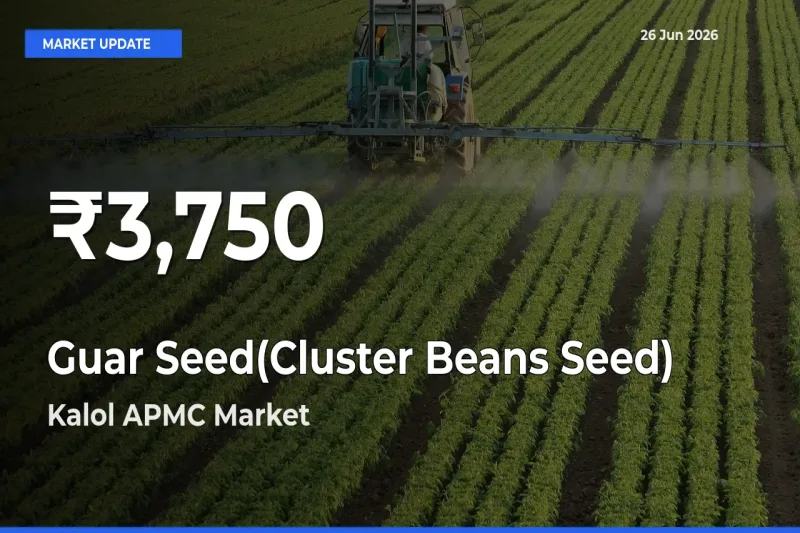 Big Drop! Guar Seed(Cluster Beans Seed) Slides to 30-Day Low at Kalol APMC