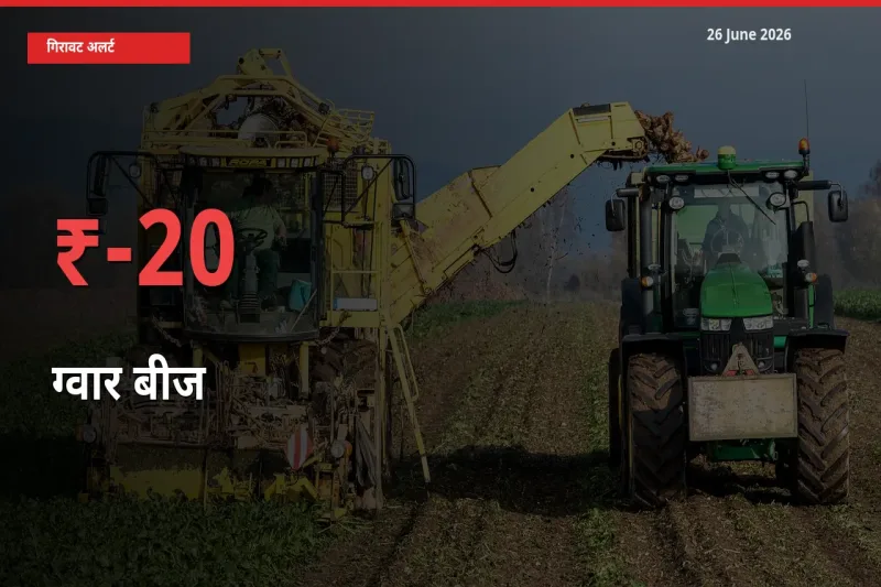 तेज़ गिरावट! मंडी में ग्वार बीज के दाम 20.09% लुढ़के