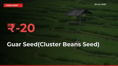 Sudden Shock! Guar Seed(Cluster Beans Seed) Drops 20.09% in 24 Hours at Top Mandis