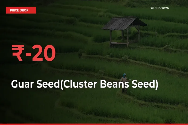 Sudden Shock! Guar Seed(Cluster Beans Seed) Drops 20.09% in 24 Hours at Top Mandis