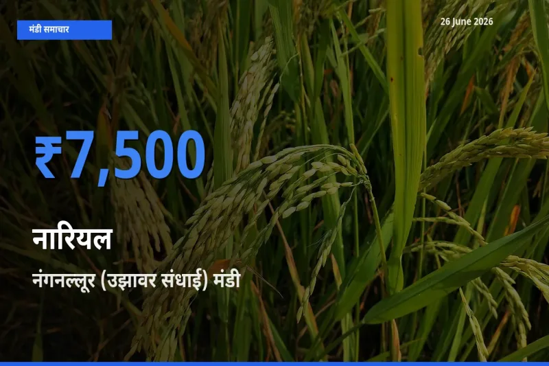 किसानों की पसंद बना नंगनल्लूर (उझावर संधाई), नारियल के सबसे अच्छे दाम