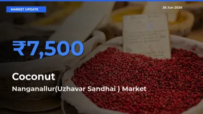 Top Performer! Nanganallur(Uzhavar Sandhai ) Offers Best Coconut Price Today