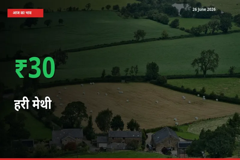 स्थानीय मंडी में हरी मेथी के दाम अचानक 30.14% उछले, किसान सतर्क