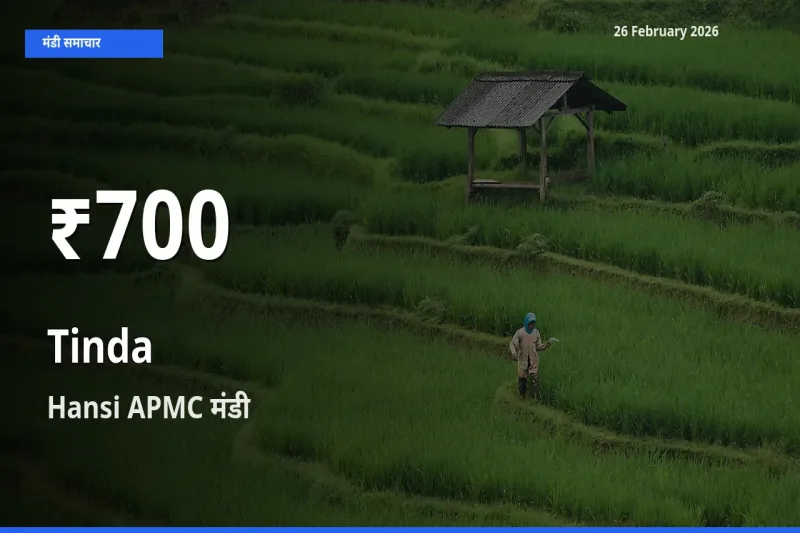 आज का मंडी भाव: Hansi APMC में Tinda 30 दिन के सबसे कम स्तर पर