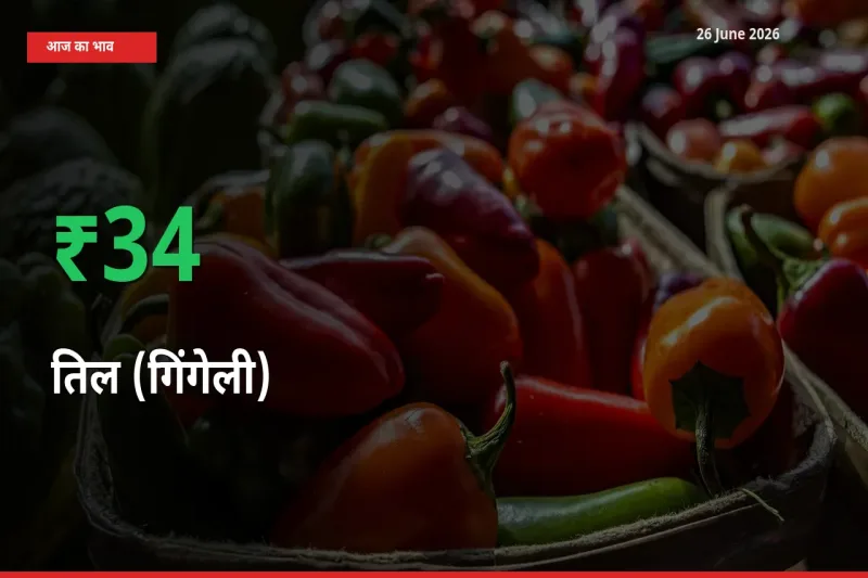 बाज़ार संकेत: तिल (गिंगेली) के भाव मंडी में 33.93% ऊपर
