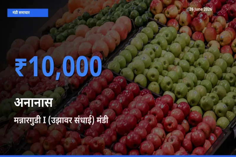मन्नारगुडी I (उझावर संधाई) मंडी में आज अनानास के सबसे ऊँचे दाम दर्ज