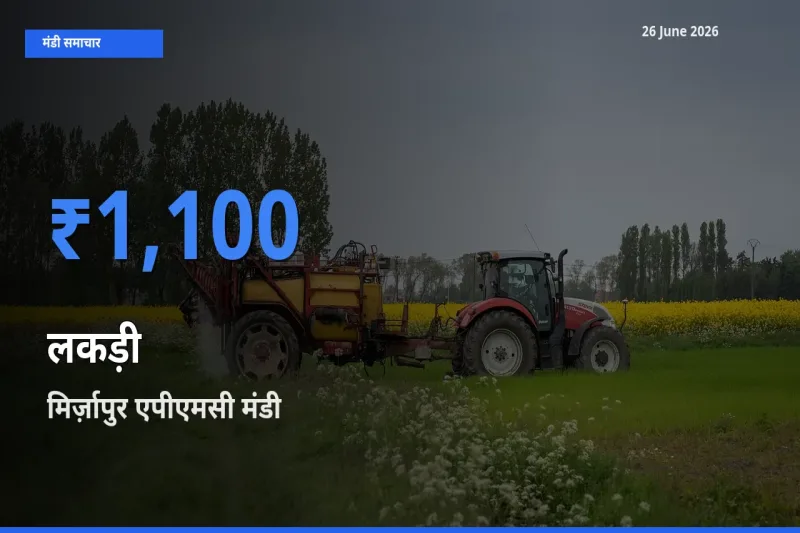 आज लकड़ी के सबसे ज़्यादा दाम मिर्ज़ापुर एपीएमसी मंडी में दर्ज