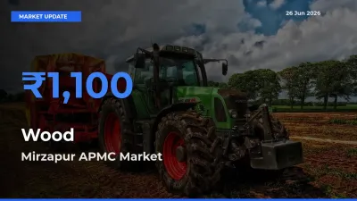 Top Performer! Mirzapur APMC Offers Best Wood Price Today