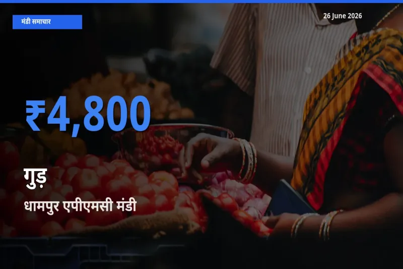आज गुड़ के सबसे ऊँचे दाम ₹4,800 धामपुर एपीएमसी मंडी में