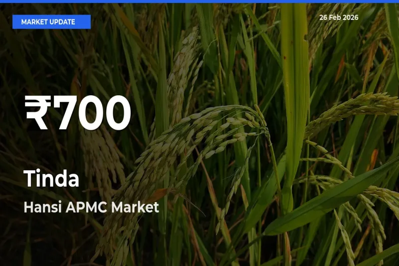Tinda Hits 30-Day Low in Hansi APMC