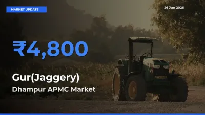 Dhampur APMC Leads as Top Mandi for Gur(Jaggery) Prices