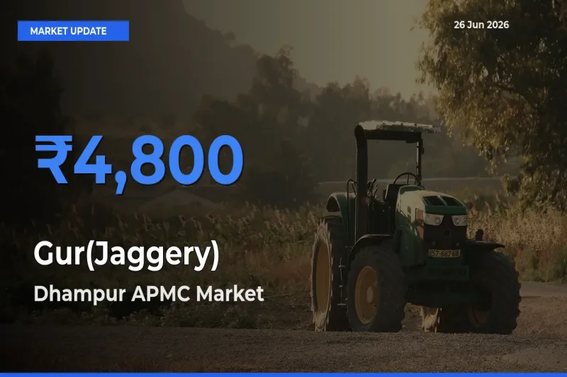 Dhampur APMC Leads as Top Mandi for Gur(Jaggery) Prices