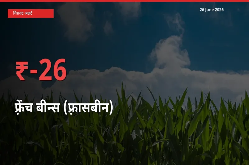 26 June अपडेट: फ़्रेंच बीन्स (फ़्रासबीन) के दाम मंडी में 26.4% गिरे
