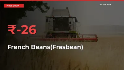 Sudden Shock! French Beans(Frasbean) Drops 26.4% in 24 Hours at Top Mandis