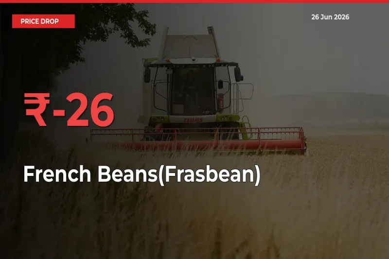 Sudden Shock! French Beans(Frasbean) Drops 26.4% in 24 Hours at Top Mandis