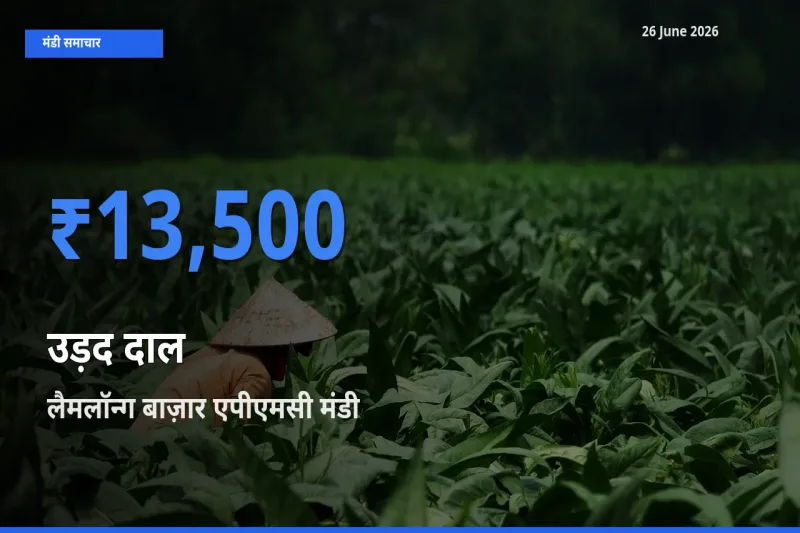 लैमलॉन्ग बाज़ार एपीएमसी में उड़द दाल का आज सबसे ऊँचा भाव