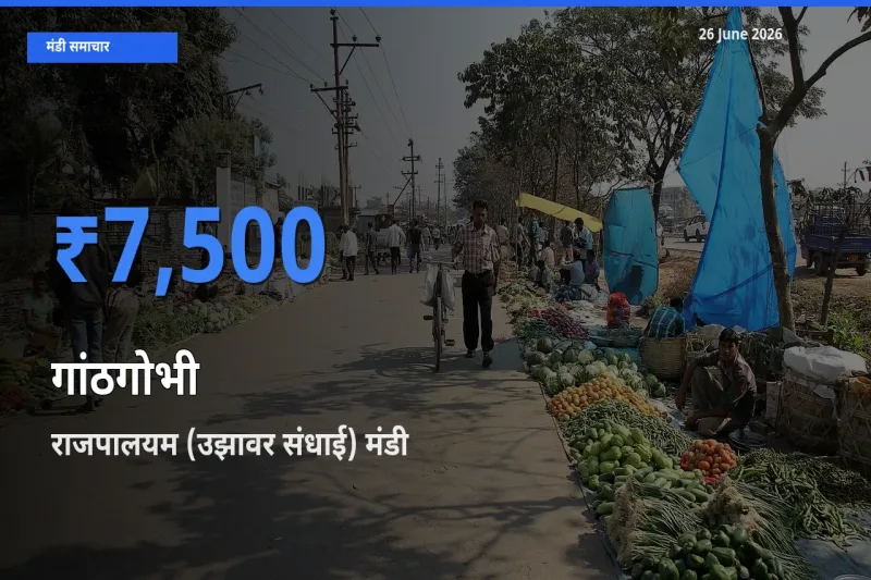 बाज़ार संकेत: राजपालयम (उझावर संधाई) बना गांठगोभी के लिए आज की टॉप मंडी