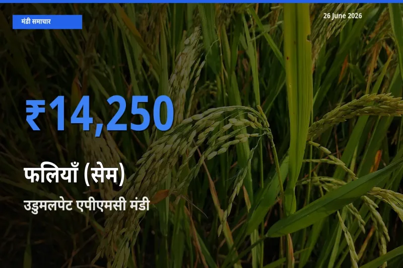 बाज़ार संकेत: उडुमलपेट एपीएमसी बना फलियाँ (सेम) के लिए आज की टॉप मंडी