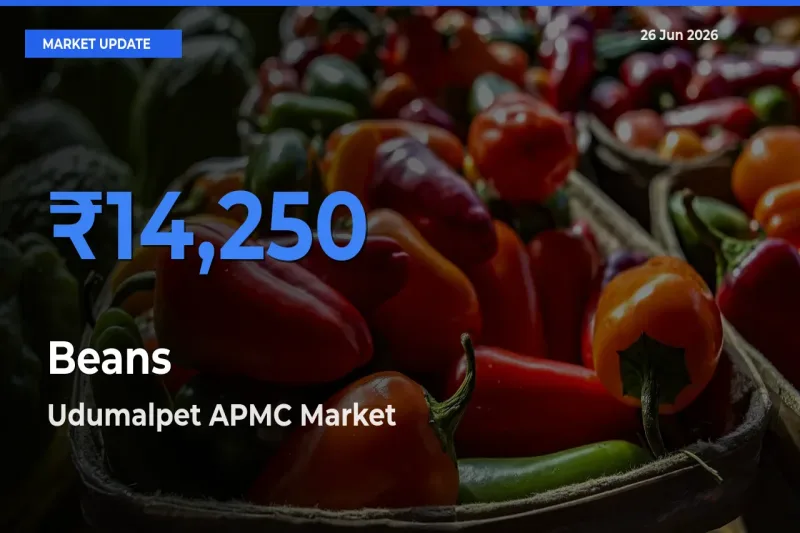 Udumalpet APMC Offers ₹14,250 – Highest Beans Rate Today