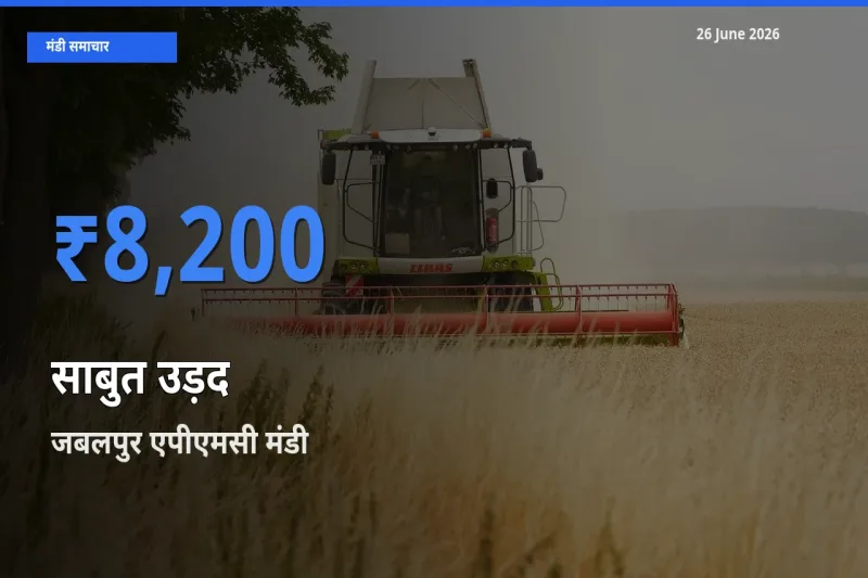 26 June अपडेट: साबुत उड़द के सबसे ऊँचे दाम जबलपुर एपीएमसी मंडी में