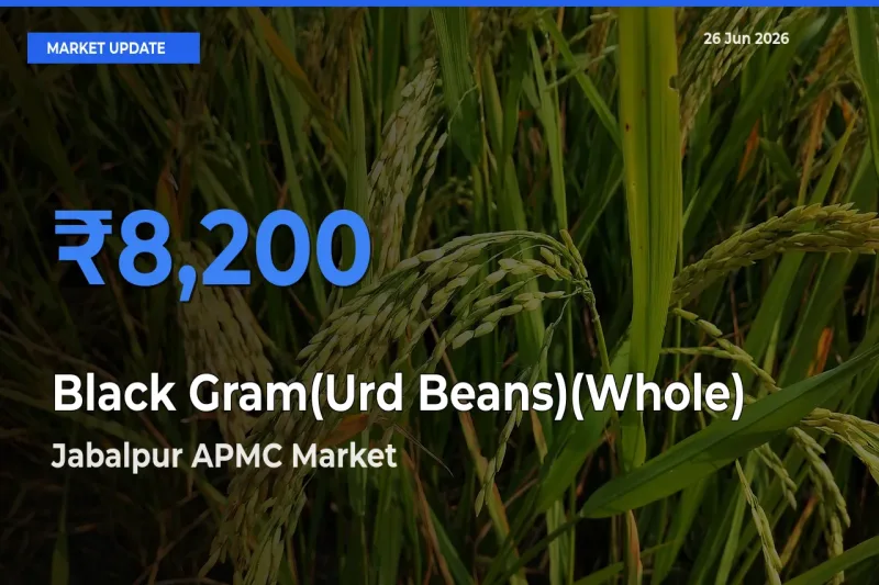 Jabalpur APMC Emerges as Top Mandi for Black Gram(Urd Beans)(Whole) Prices Today