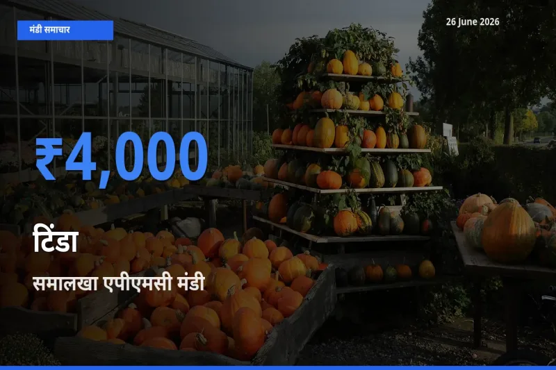 समालखा एपीएमसी मंडी में आज टिंडा के सबसे ऊँचे दाम दर्ज