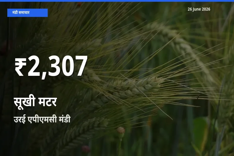 किसानों के लिए चिंता का विषय? सूखी मटर के दाम उरई एपीएमसी में 30 दिन के न्यूनतम स्तर पर