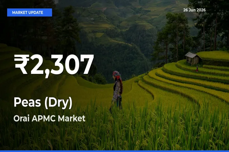 Sharp Fall! Peas (Dry) Prices Drop to 30-Day Low in Orai APMC