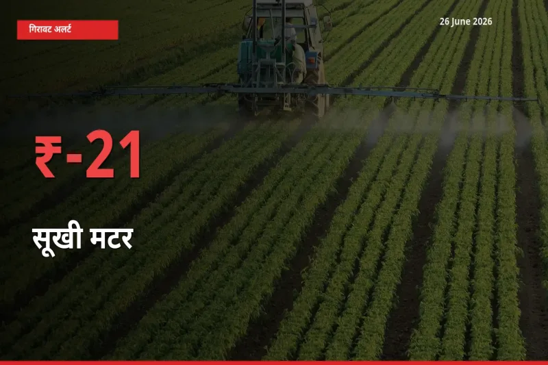 20.86% की गिरावट! मंडी में सूखी मटर के दाम अचानक टूटे