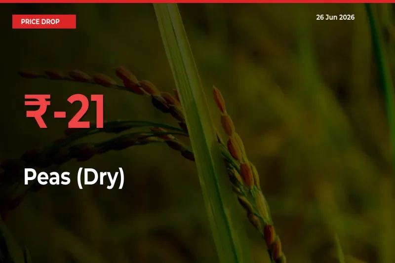 Peas (Dry) Prices Drop 20.86% in 24 Hours at Major Mandis