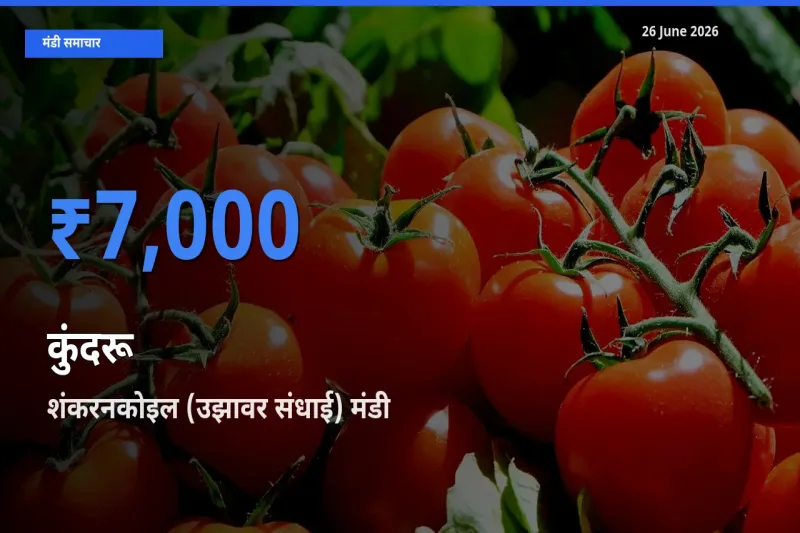 आज का मंडी भाव: कुंदरू के सबसे ज़्यादा दाम शंकरनकोइल (उझावर संधाई) में
