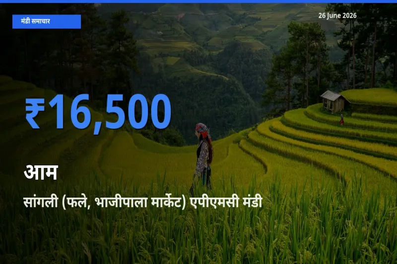 सांगली (फले, भाजीपाला मार्केट) एपीएमसी मंडी में आम ₹16,500 पर पहुँचा – आज का सर्वोच्च भाव