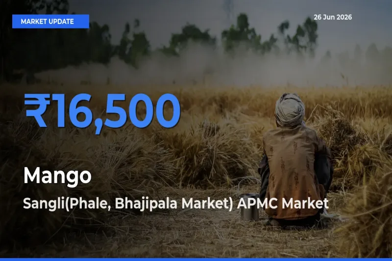 Sangli(Phale, Bhajipala Market) APMC Offers ₹16,500 – Highest Mango Rate Today