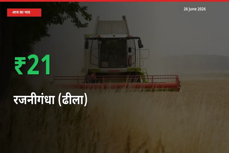किसानों के लिए खुशखबरी! स्थानीय मंडी में रजनीगंधा (ढीला) 20.71% उछला